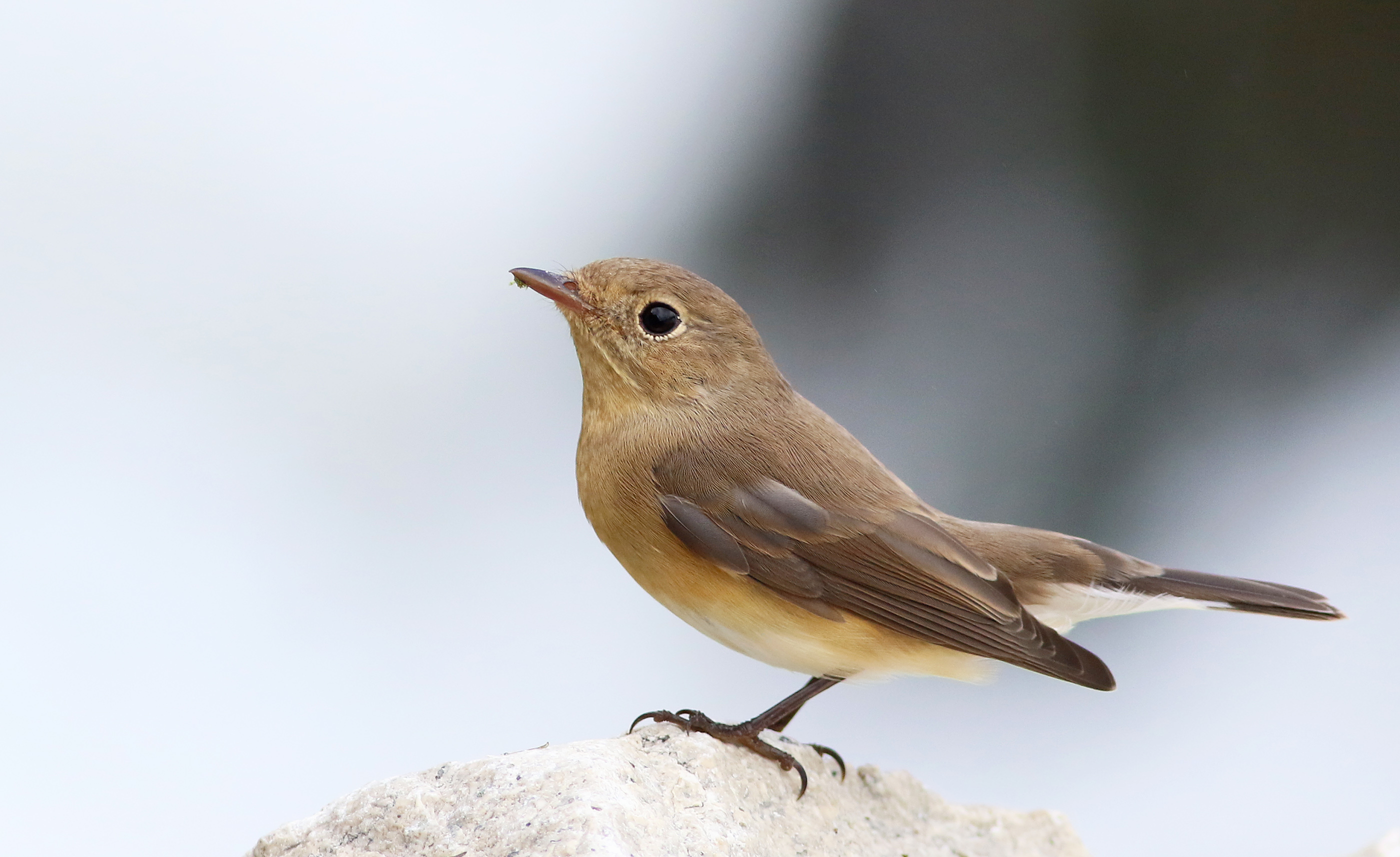 Red-breasted Flycatcher